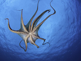 Day Octopus (Octopus Cyanea) Swimming as Seen from Below  Showing its Tentacles and Suckers