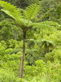 A Tree Fern in the Rainforest on Fiji