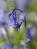 English Bluebells (Endymion Nonscriptus)  Dumfries and Galloway  Scotland  UK