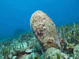 Noble Pen Shell (Pinna Nobilis)  Les Ferranelles  Medes Islands  Costa Brava  Mediterranean Sea