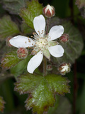 California Blackberry (Rubus Ursinus)