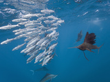 Atlantic Sailfish (Istiophorus Albicans) Hunting Sardines  Isla Mujeres  Yucatan Peninsula Sea