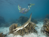 Snorkeler Skin Diver Near a Saltwater Crocodile Swimming over Coral Reef (Crocodylus Porosus)