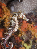 Common Seahorse (Hippocampus Ramulosus)  Tamariu  Costa Brava  Mediterranean Sea  Spain