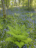 Ferns and Bluebells on the Forest Floor in Cally Woods  Gatehouse of Fleet