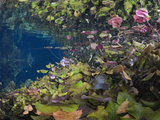 Water Lilies in Gran Cenote  Tulum  Yucatan Peninsula  Mexico
