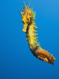 Yellow Long Snouted Seahorse (Hippocampus Ramulosus)  Tamariu  Costa Brava  Mediterranean Sea