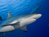 Gray Reef Sharks (Carcharhinus Amblyrhynchos)  Yap  Micronesia