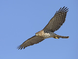 Cooper's Hawk (Accipiter Cooperii)