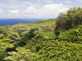 Bamboo Grove and Other Tropical Plants Along the Road to Hana  Maui  Hawaii  USA