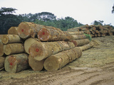 Logging the Rainforest  Gabon