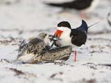 Black Skimmer (Rynchops Niger) Feeding its Chick a Fish in its Sandy Beach Nest
