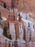 Hoodoos in Bryce Canyon National Park  Utah  USA