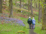 An Elderly Couple Walking Through a Bluebell Wood on the Shores of Coniston Water  United Kingdom