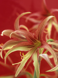 Amaryllis Flower (Hippeastrum)  La Paz Variety