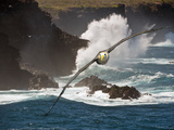 Waved Albatross (Diomedea Irrorata)  Galapagos Islands  Ecuador  Composite image