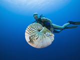 Chambered Nautilus and Diver (Nautilus Pompilius)  Great Barrier Reef  Australia