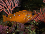 Rosy Rockfish (Sebastes Rosaceus)  California  USA  Family Sebastidae