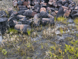 Abandoned Barrels of Leaking Waste Oil on the Tundra at Nome in Alaska  USA