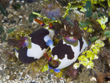 Nudibranchs (Nembrotha Rutilans) Mating at Ambon Island  Indonesia