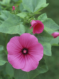 Ruby Regis Variety Mallow (Lavatera Trimestris) Flower on a Plant Showing Folded and Open Flower