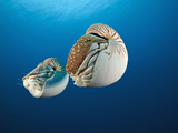 Chambered Nautilus (Nautilus Belauensis)  Micronesia  Palau