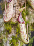 Tropical Pitcher Plants