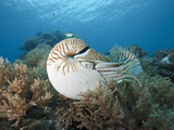 Chambered Nautilus (Nautilus Belauensis) on a Coral Reef  Micronesia  Palau
