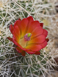 Claret Cup Cactus Flower (Echinocereus Triglochidiatus Melanacanthus)  Capitol Reef National Park