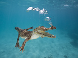 Saltwater Crocodile (Crocodylus Porosus)  Queensland  Australia