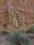 Harriman's Yucca (Yucca Harrimaniae)  Capitol Reef National Park  Utah  USA