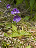 Common Butterwort (Pinguicula Vulgaris)  Glacier Bay National Park
