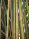 Bamboo Stems