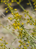 Spiny Senna (Senna Armata)  Joshua Tree National Park  California  Mojave Desert  USA