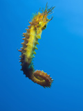 Yellow Long Snouted Seahorse (Hippocampus Ramulosus)  Tamariu  Costa Brava  Mediterranean Sea