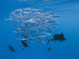 Atlantic Sailfish (Istiophorus Albicans) Hunting Sardines  Isla Mujeres  Yucatan Peninsula Sea