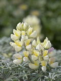 Yellow Bush Lupine (Lupinus Arboreus)  Inyo National Forest  California  USA