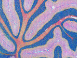 A Section of the Cerebellum Fluorescently Labeled for Gfap (Glial Fibrillary Acidic Protein)