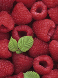 A Harvest of Raspberries