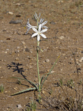 Desert Lily (Hesperocallis Undulata)  Joshua Tree National Park  California  Mojave Desert  USA