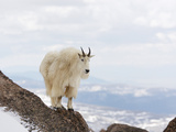 Mountain Goat (Oreamnos Americanus)  Rocky Mountains  USA