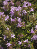 Wild Thyme (Thymus Polytrichus)  Scotland  UK