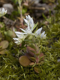 Mountain Stonecrop (Sedum Ternatum)  Great Smoky Mountains National Park   Family Crassulaceae
