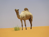 Camel in the Sahara Desert  Mauritania