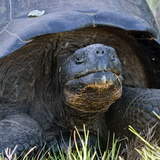 Galapagos Tortoise Head (Geochelone Elephantopus)  Urbina Bay  Isabela Island  Galapagos Islands