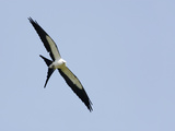 Swallow-Tailed Kite Flying (Elanoides Forficatus)
