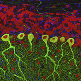 Synapses (Blue) onto Purkinje Neurons (Green) and DNA (Red)  Multiphoton Fluorescence Micrograph