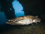 Great Barracuda at Liberty Wreck  Tulamben  Bali  Indonesia