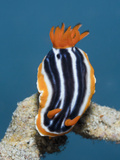 Pyjama Nudibranch (Chromodoris Magnifica)  Lembeh Strait  North Sulawesi  Indonesia