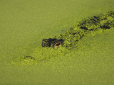 American Alligator  Alligator Mississippiensis  Peering Through Duckweed